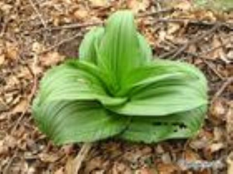 Veratrum Nigrum Extract